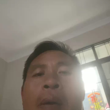 脆皮金桔苗（保证正宗）桂林脆皮金桔苗广西桂林发货