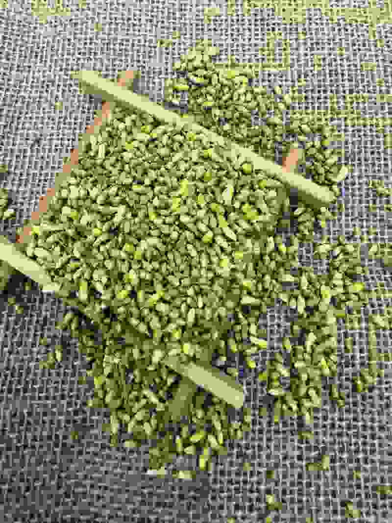 槐米中药材现货批发槐米量大从优