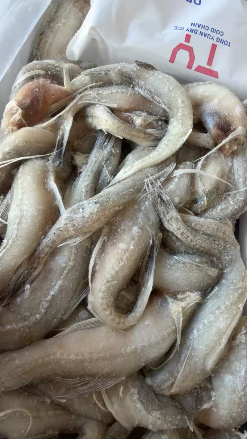 龙头鱼单冻豆腐鱼丝丁鱼九肚鱼江苏海鲜水产