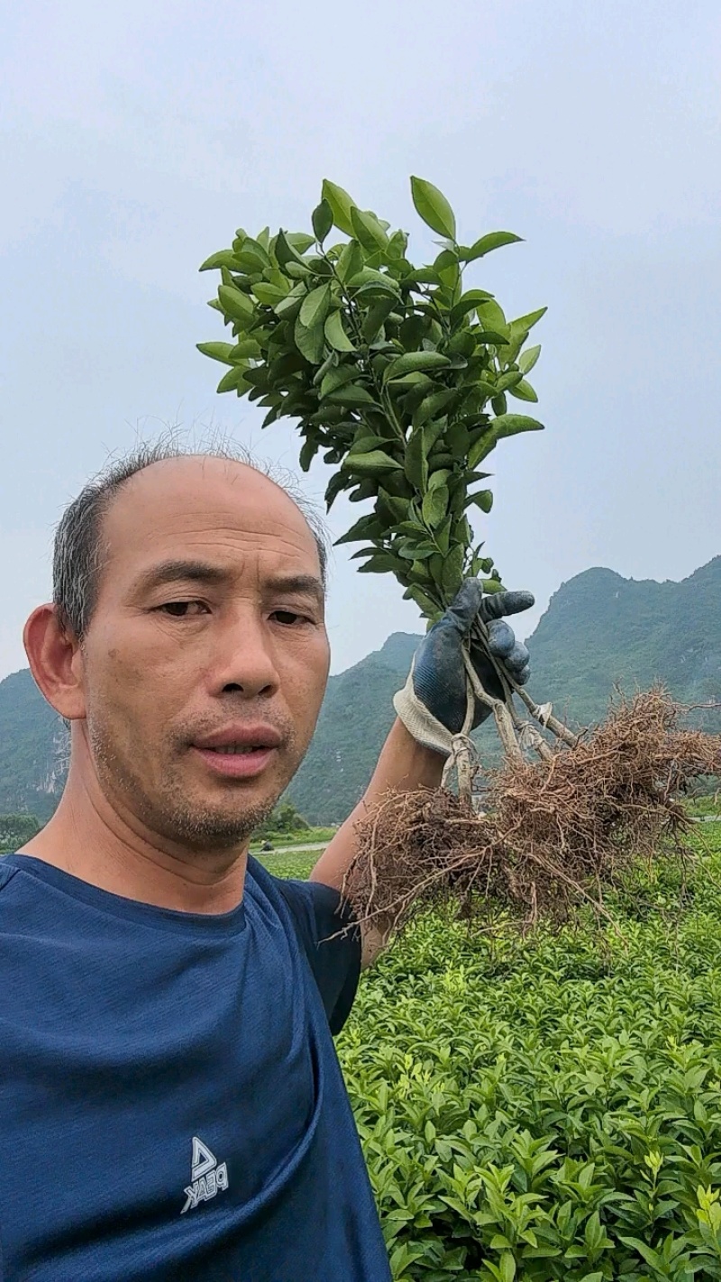 金秋砂糖蜜桔苗(质量优质有，量大价优可开正式发票)