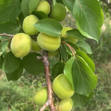 金太阳杏，支持一件代发，整车直发