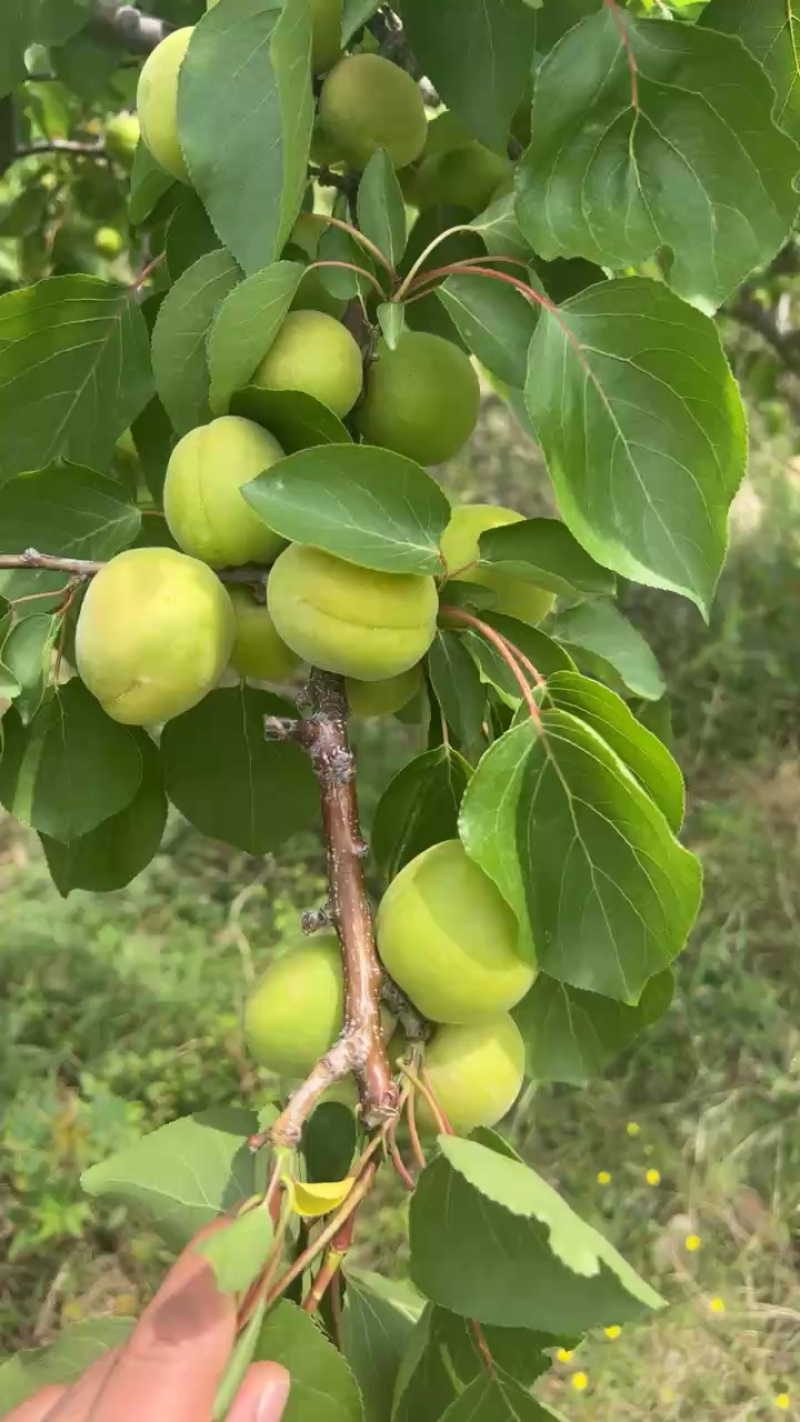 金太阳杏，支持一件代发，整车直发