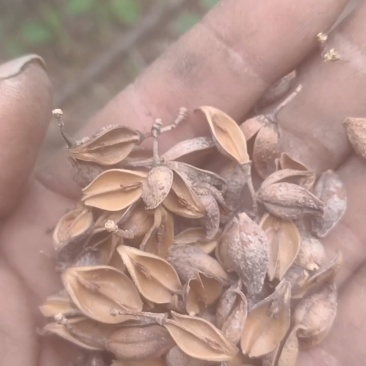 水煮青药