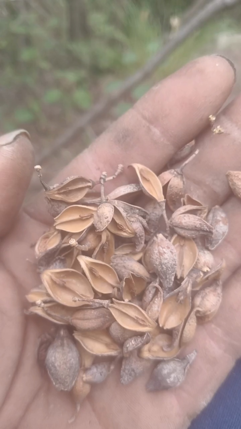 水煮青药