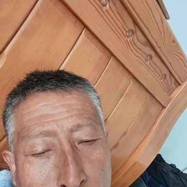 出售大量假植金叶榆球冠幅1.2米量大45元上车