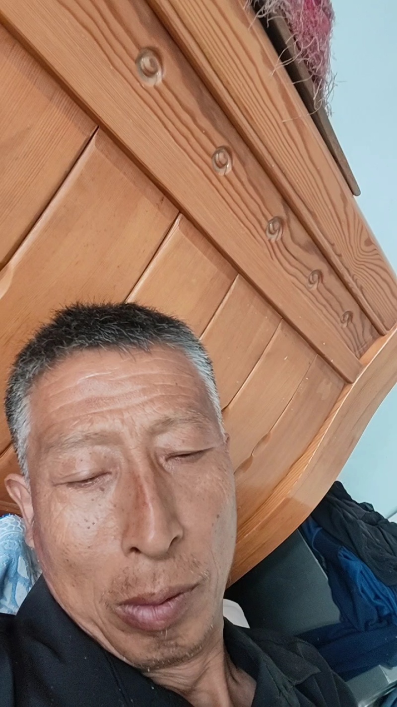 出售大量假植金叶榆球冠幅1.2米量大45元上车