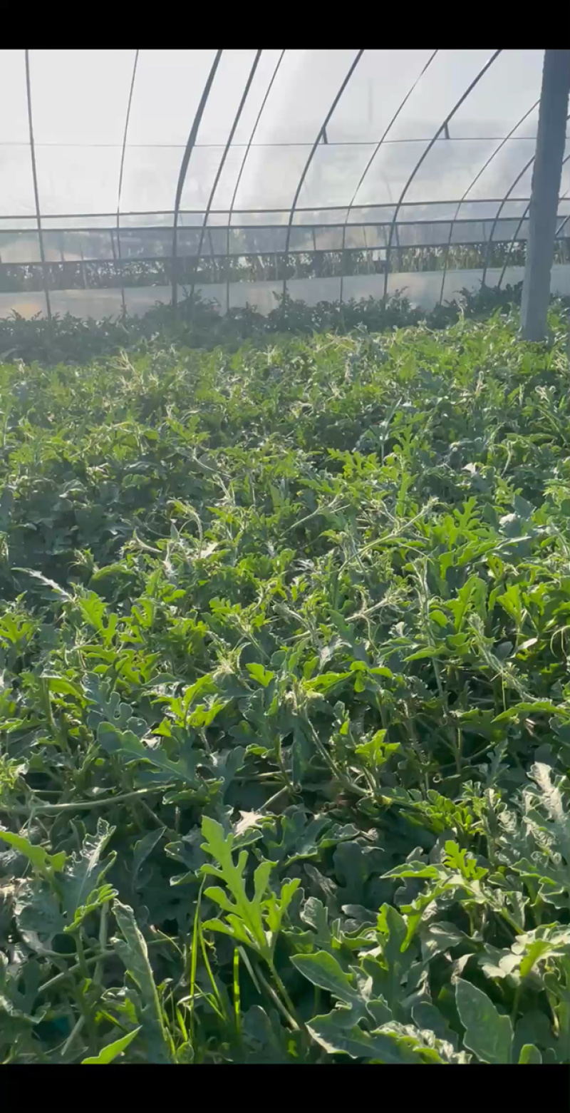 大量低价上市小糖丸脆皮无籽小西瓜小吊瓜，头茬鲜瓜产地批发