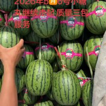春季头茬无籽吊瓜小糖丸西瓜大红瓤小薄皮质量杠杠滴