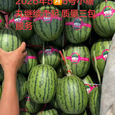春季头茬无籽吊瓜小糖丸西瓜大红瓤小薄皮质量杠杠滴