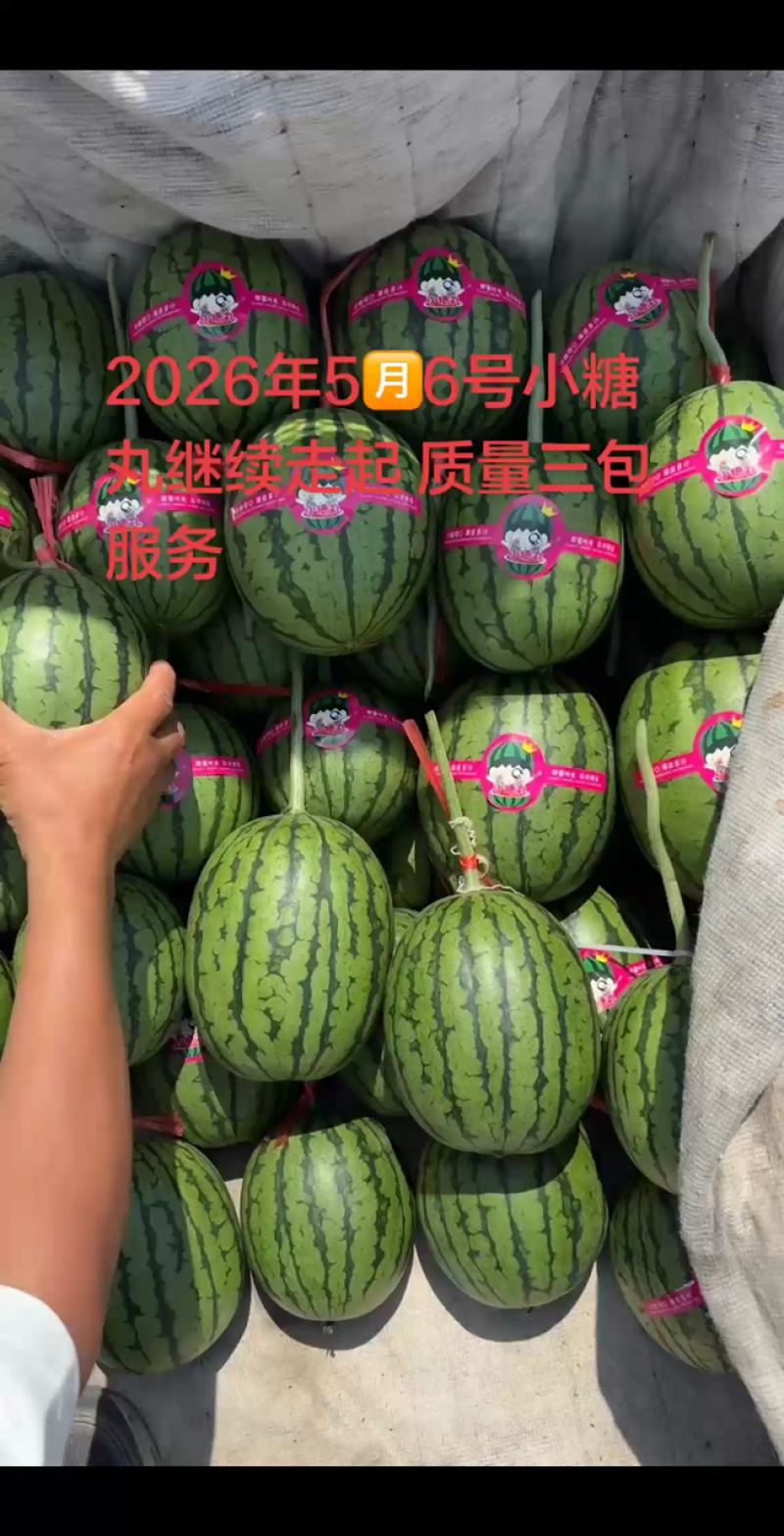 春季头茬无籽吊瓜小糖丸西瓜大红瓤小薄皮质量杠杠滴