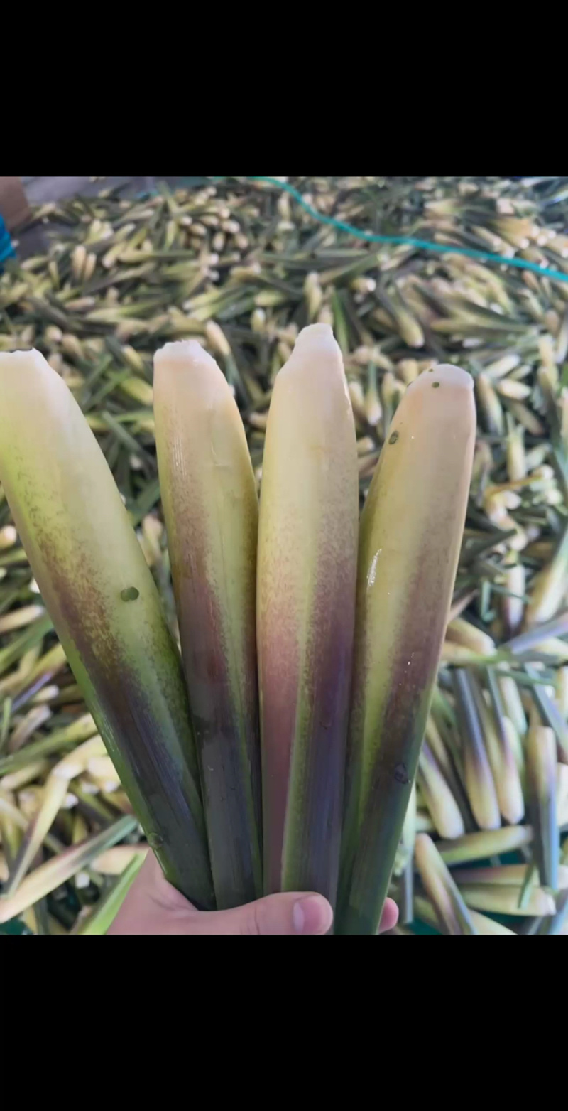 《推荐》浙江浙大三号茭白/自产自销/量大从优/电商批发