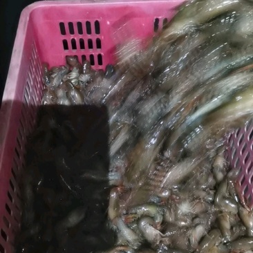 麻青虾苗一斤（80~150个）无病，优质虾苗提供技术指导