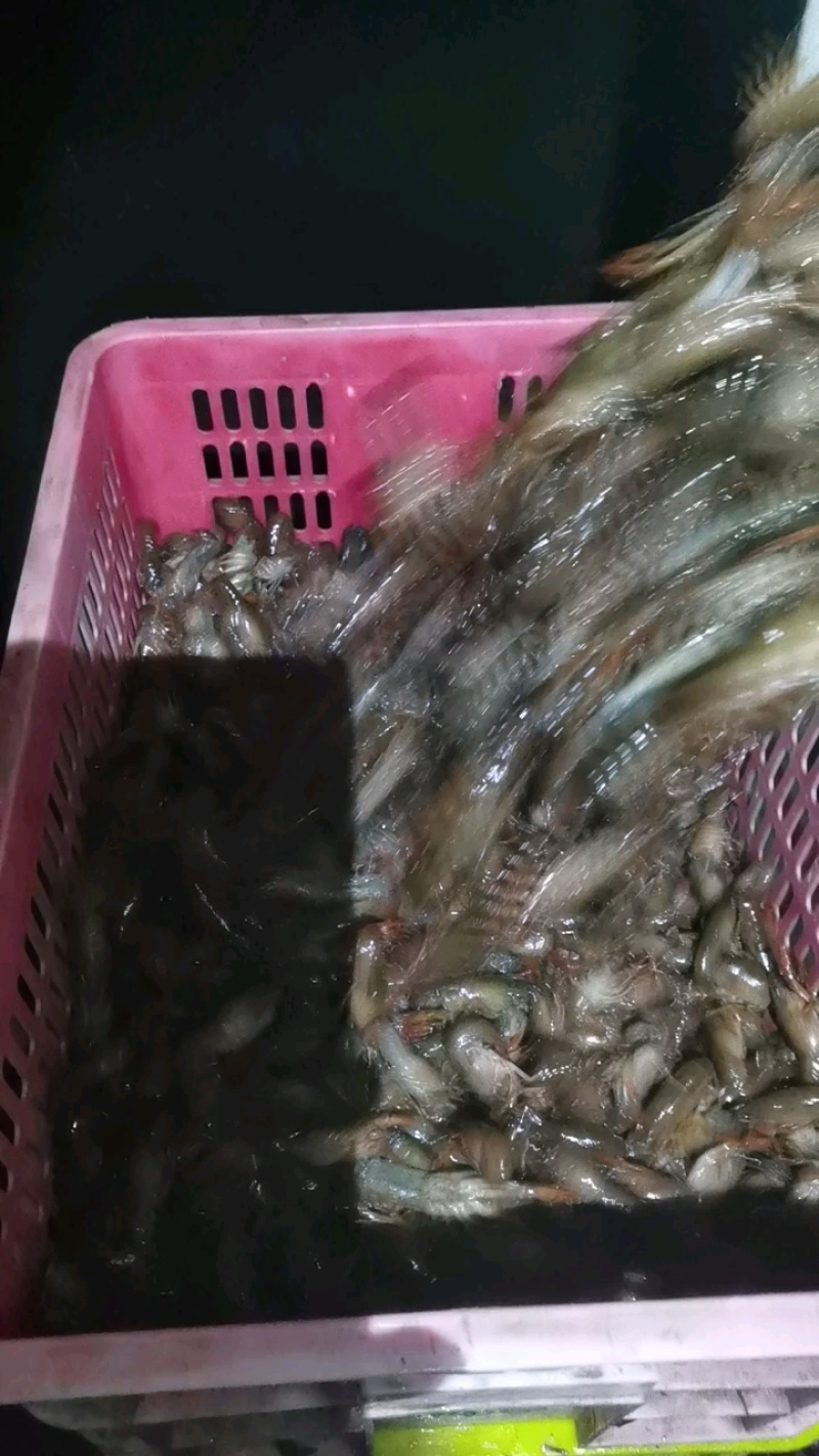 麻青虾苗一斤（80~150个）无病，优质虾苗提供技术指导