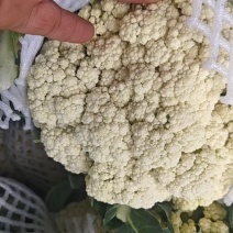 【花菜】山东郯城松花菜优质货源大量供应全国发货