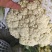 【花菜】山东郯城松花菜优质货源大量供应全国发货