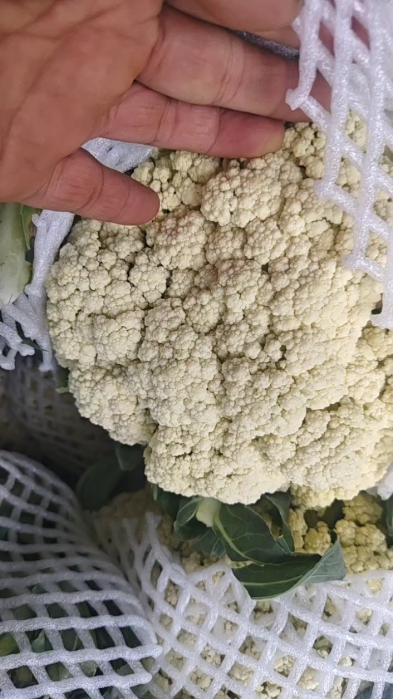 【花菜】山东郯城松花菜优质货源大量供应全国发货
