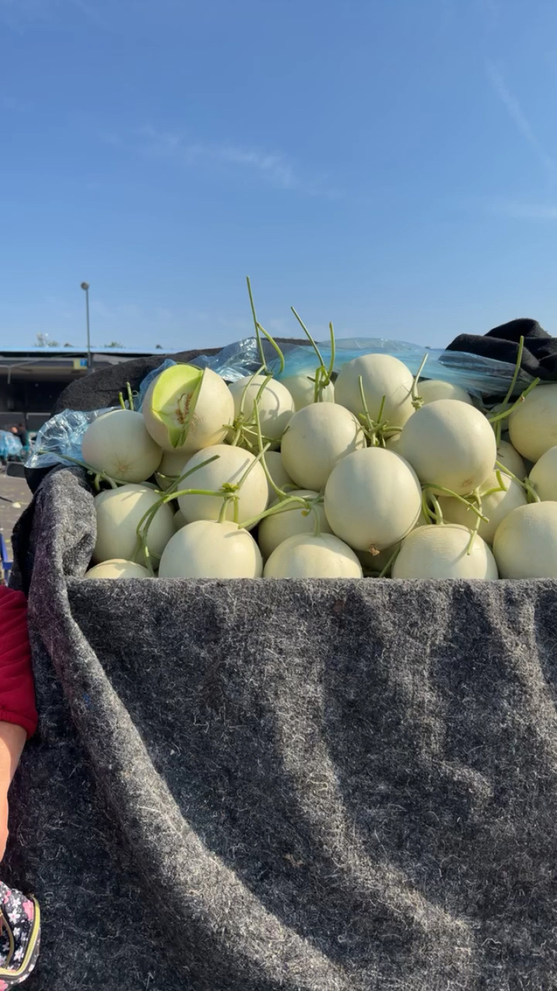 山东玉菇甜瓜一手货源量大从优对接全国市场商超
