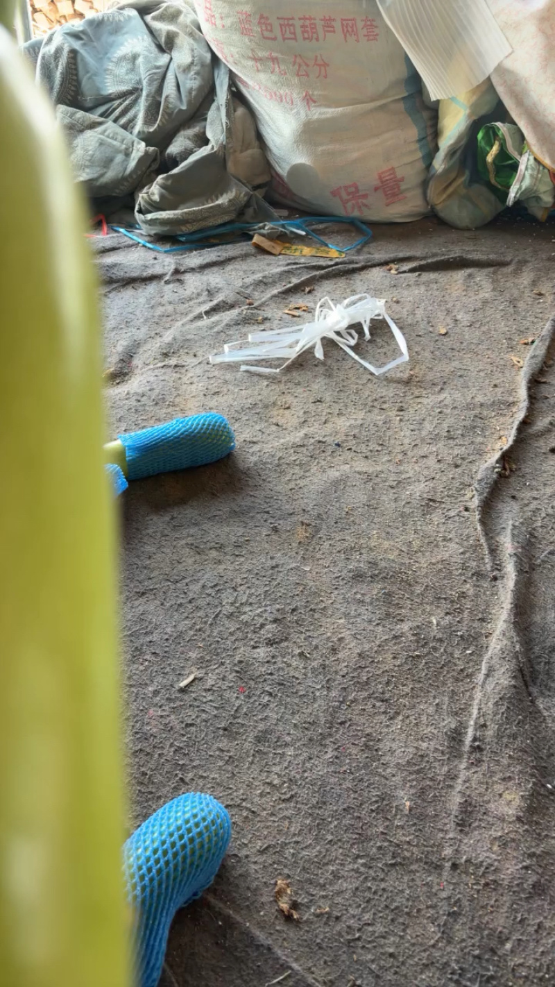 山东费县绿皮西葫芦，大量现货价格不贵