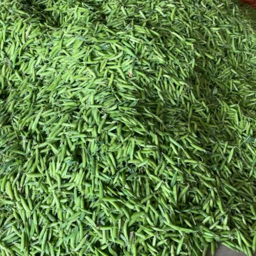 河南豌豆荚，清秀饱满，老果，颗粒饱满，颜色亮，产地直发