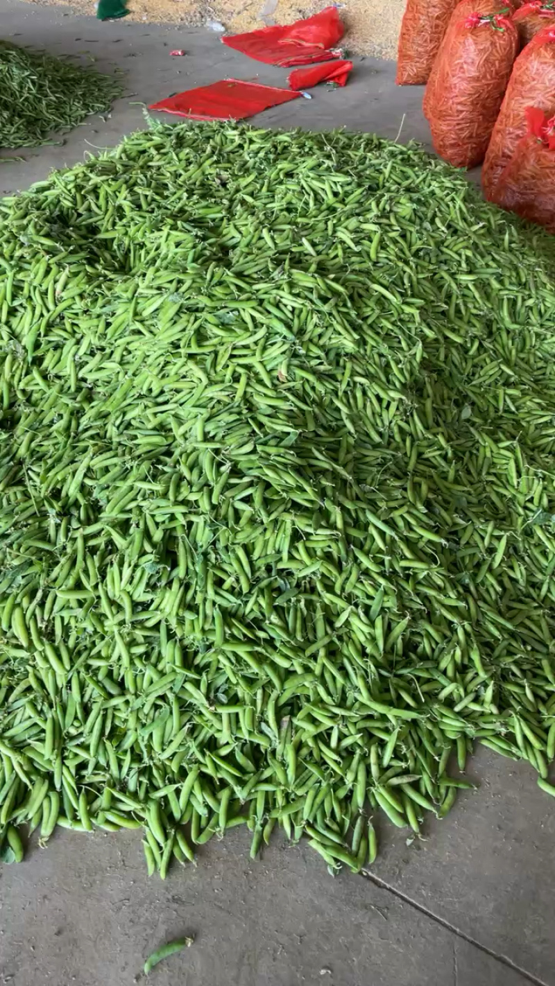 河南豌豆荚，清秀饱满，老果，颗粒饱满，颜色亮，产地直发