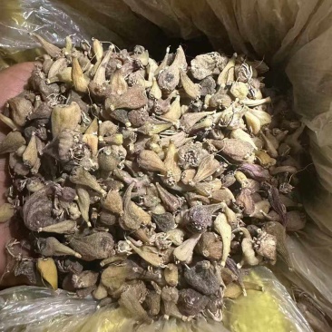 毛慈菇山慈姑白芨！！！！！！！！！！！！！