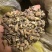 毛慈菇山慈姑白芨！！！！！！！！！！！！！