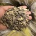 毛慈菇山慈姑白芨！！！！！！！！！！！！！