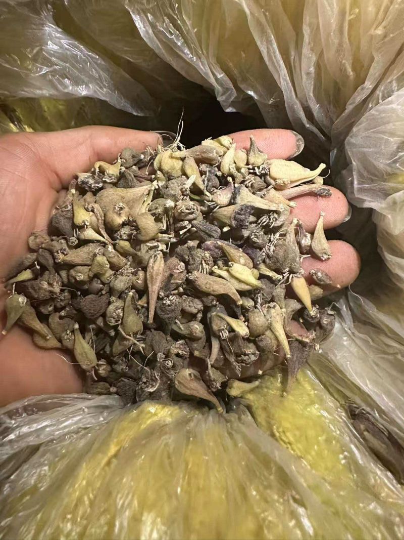 毛慈菇山慈姑白芨！！！！！！！！！！！！！