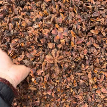 批发八角茴香大料过筛箱装足干水烫无硫***********