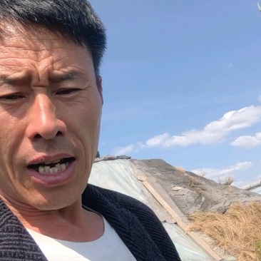 【货源充足】葱江苏南通铁杆钢葱毛葱的产地直供加工厂直发