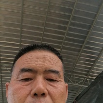 河南新鲜南瓜-老南瓜，基地蜜本南瓜色亮粉厚味道面甜