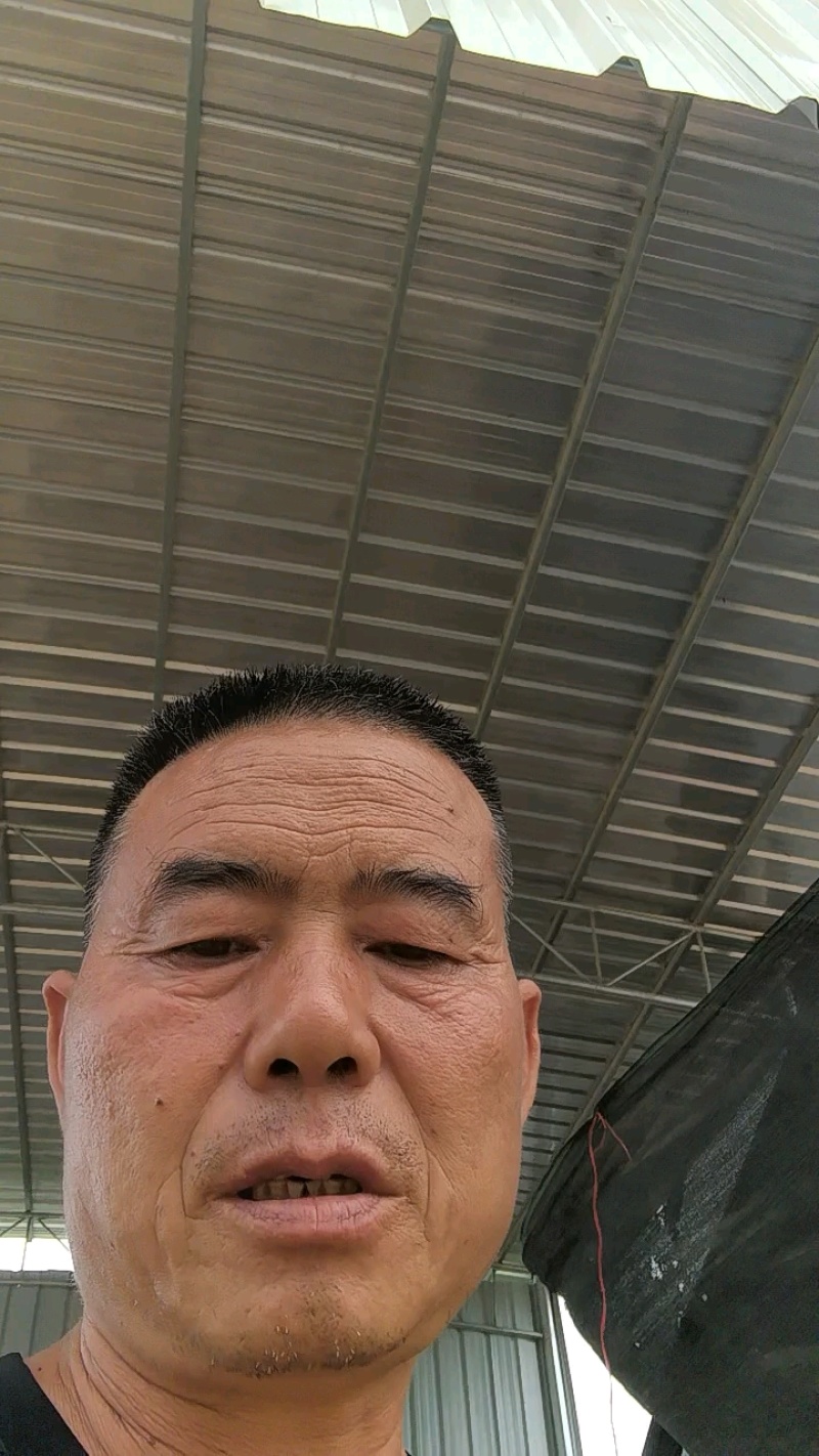 河南新鲜南瓜-老南瓜，基地蜜本南瓜色亮粉厚味道面甜