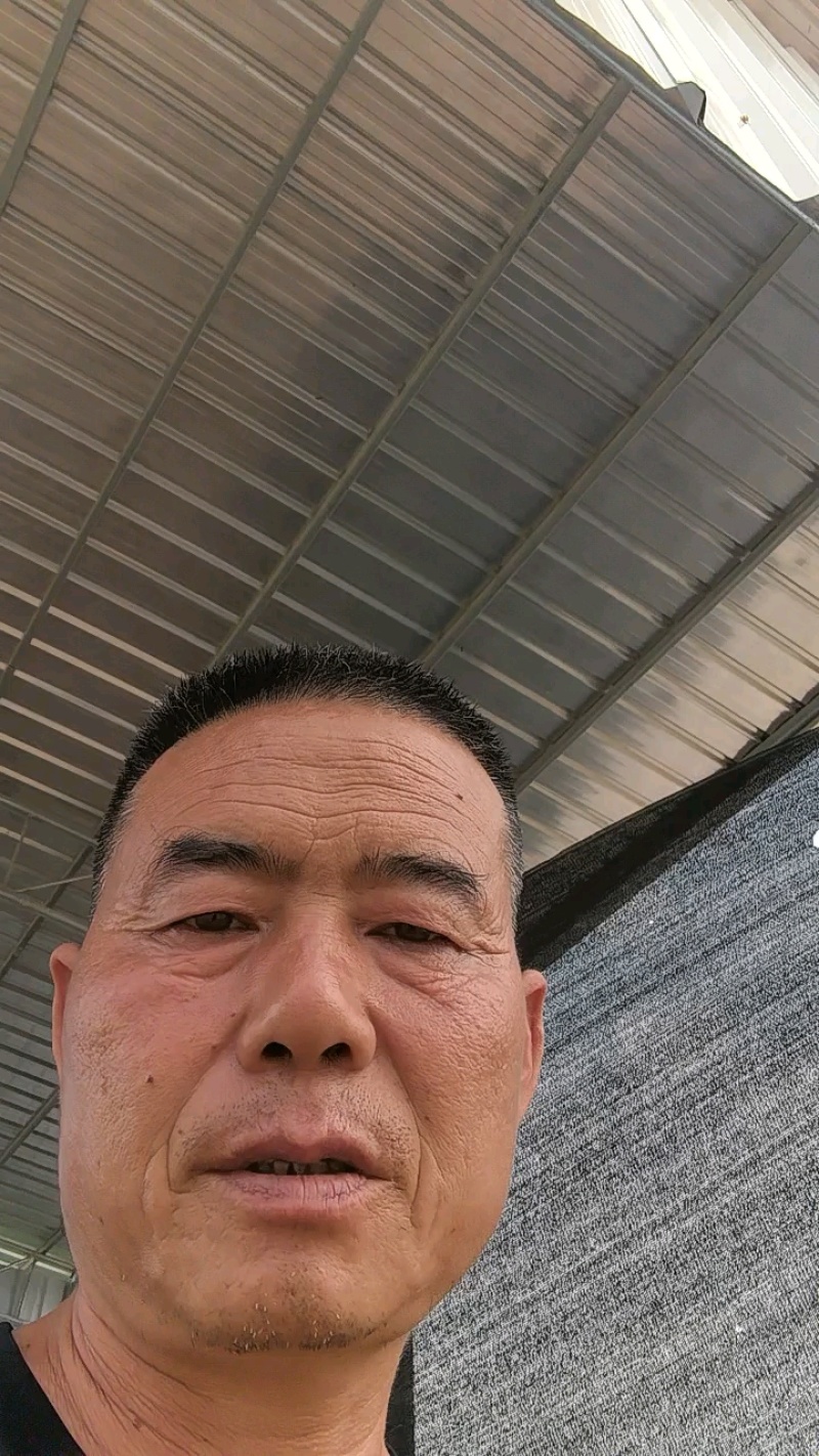 【蜜本南瓜】南阳南瓜金香密本南瓜大量上市质量优口感好
