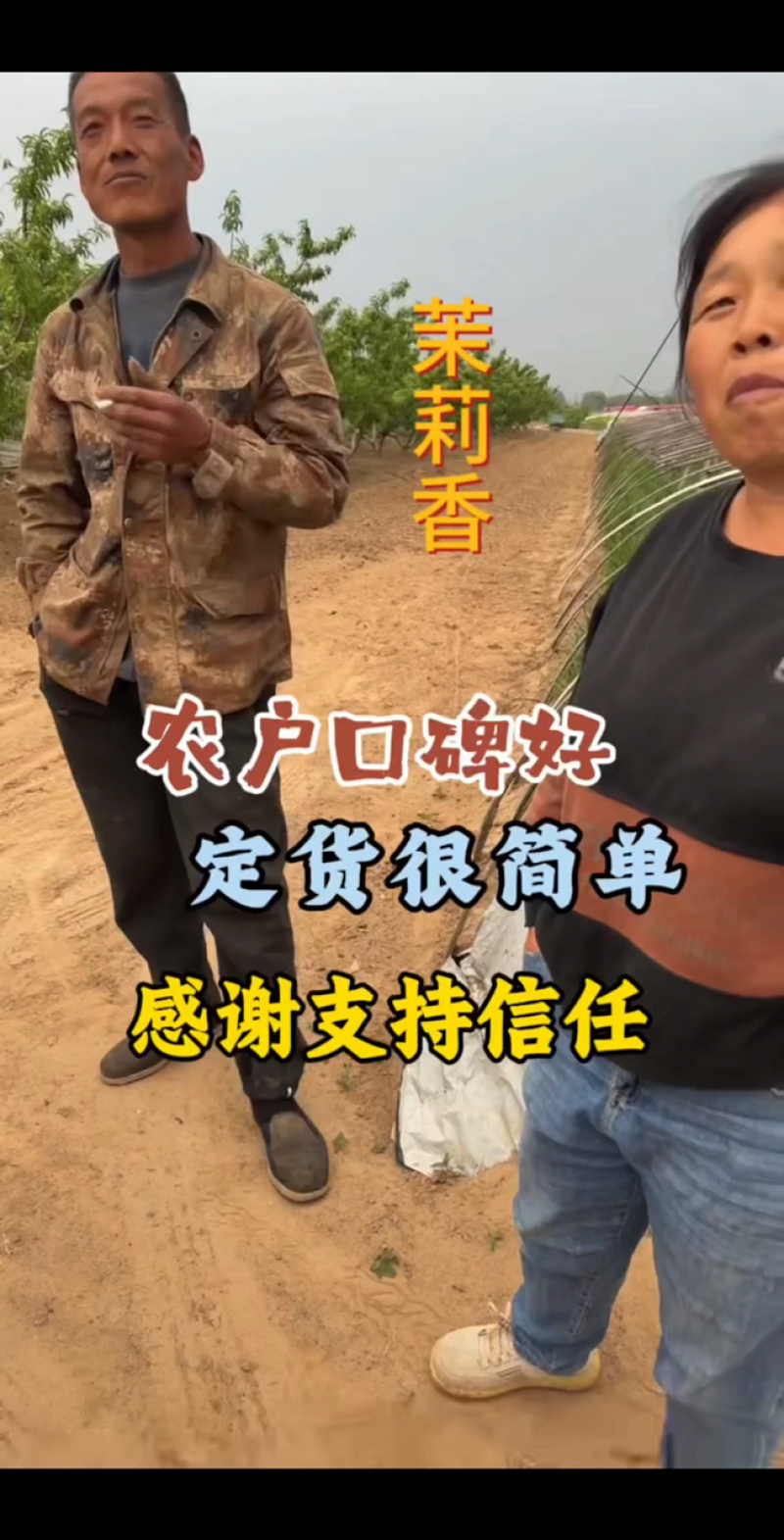 精品河北精品茉莉香葡萄产地直发一手货源质量保证