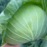扁包菜奥奇娜甘蓝包菜蔬菜基地直供现采现卖大量促销扁包菜