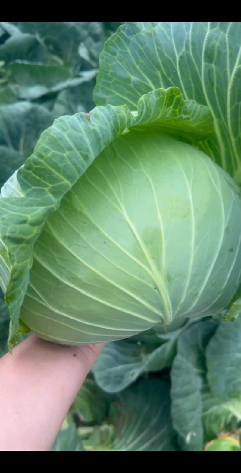 扁包菜奥奇娜甘蓝包菜蔬菜基地直供现采现卖大量促销扁包菜