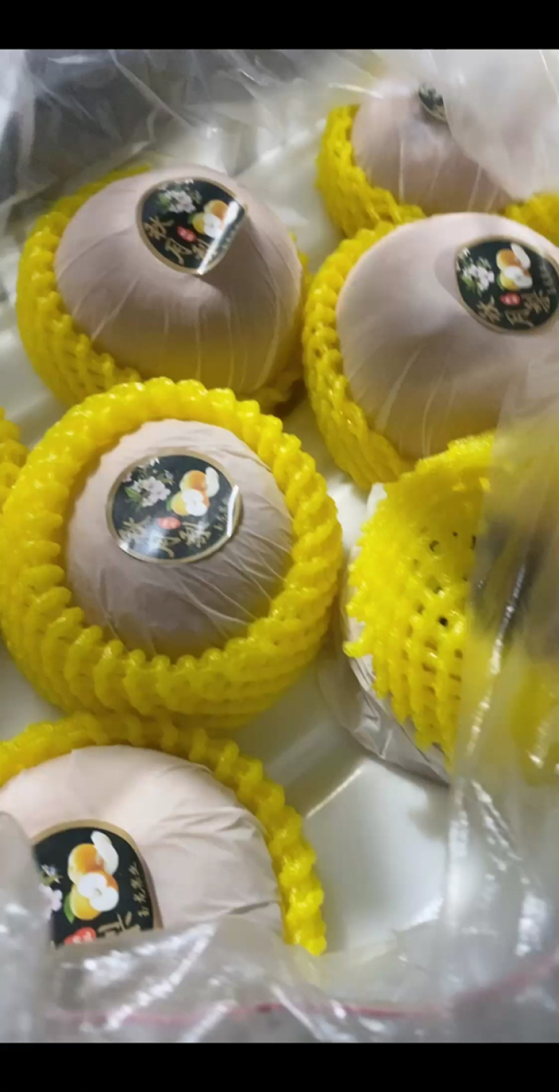 精品秋月梨，山东产地直供