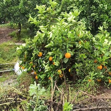 湖北塔罗科血橙口感甜产地货源充对接电商商超市场等各种渠道