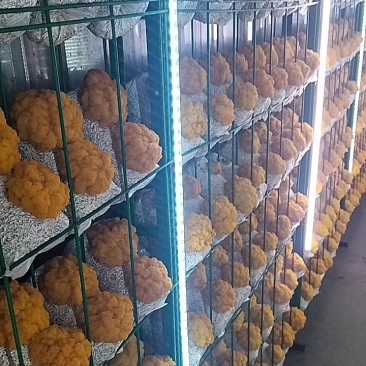 龙泽金耳鲜品鲜采现发品质保证产地直销