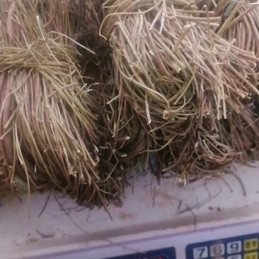 【产地直供】鸡骨草纯无硫鸡骨草现货批发可视频看货