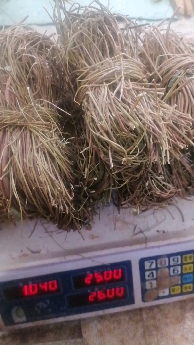 【产地直供】鸡骨草纯无硫鸡骨草现货批发可视频看货