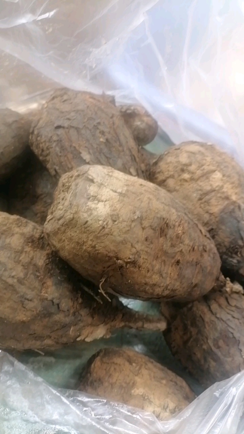 广东入地老鼠干货入地老鼠干货紫茉莉根干货