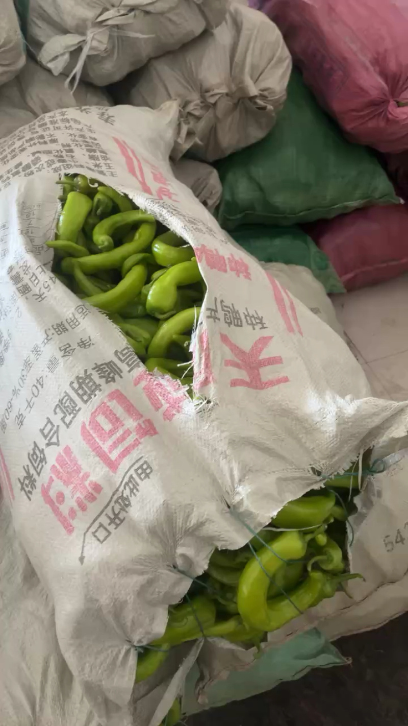 青州产地大辣椒头，可供电商、市场批发、赶集等，货源充足