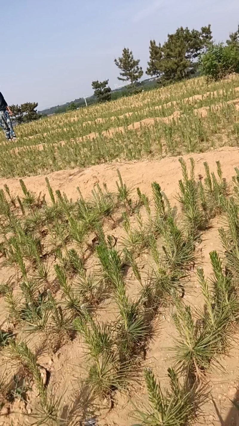 黑松
