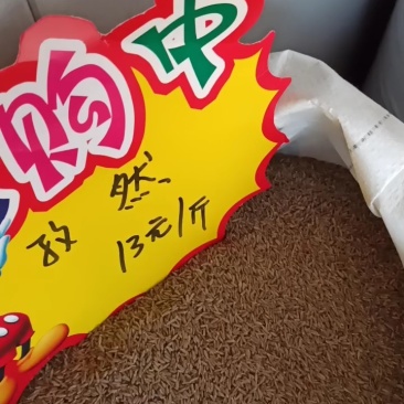 孜然，新疆小巴郎孜然，新疆种植孜然源头种植加工，颗粒饱满