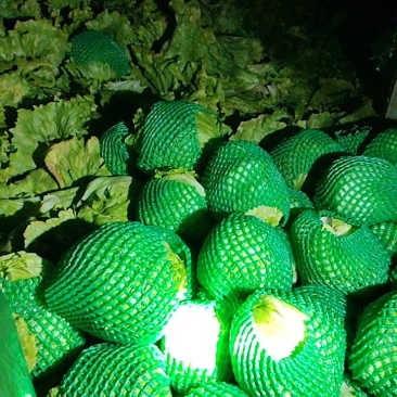 优质生菜球