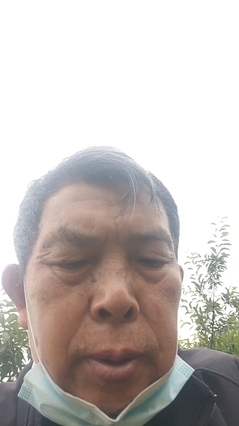 桂花树苗，八月金桂，花期长，香味浓。