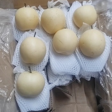 精品皇冠梨河北皇冠梨无中间商赚差价一手货源现货现发，质量