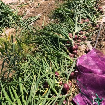毛葱小米葱小洋葱山东毛葱懒窝葱产地直发大量有货