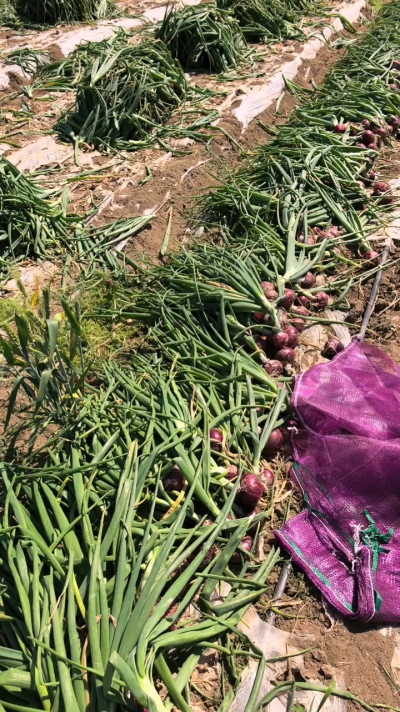 毛葱小米葱小洋葱山东毛葱懒窝葱产地直发大量有货